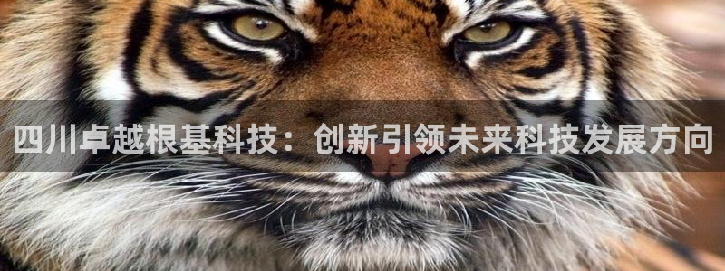 四川卓越根基科技：创新引领未来科技发展方向