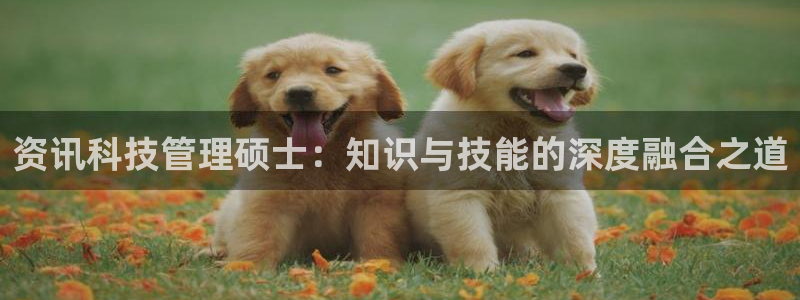 资讯科技管理硕士：知识与技能的深度融合之道